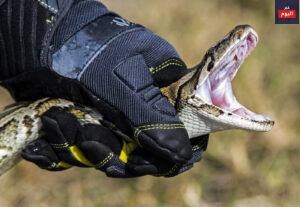 أعداء الثعابين… ما هي الحيوانات التي تخافها الأفاعي؟