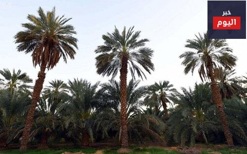 مزرعة بئر عثمان بن عفان بالمدينة المنورة