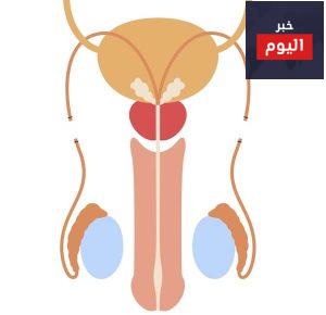 قطع القناة الدافقة - تعقيم الذكور - Vasectomy (male sterilisation)