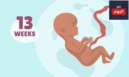 الحمل في الشهر الرابع - أنتِ وطفلكِ في الأسابيع 13-16 من الحمل - You and your baby at 13-16 weeks pregnant
