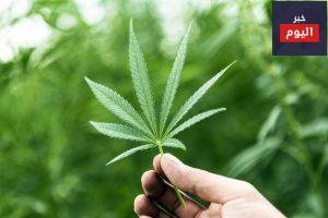 مخاطر القنب - The dangers of Cannabis