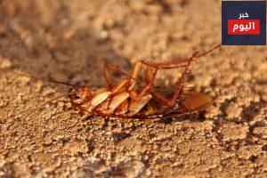 طرق القضاء علي النمل والصراصير