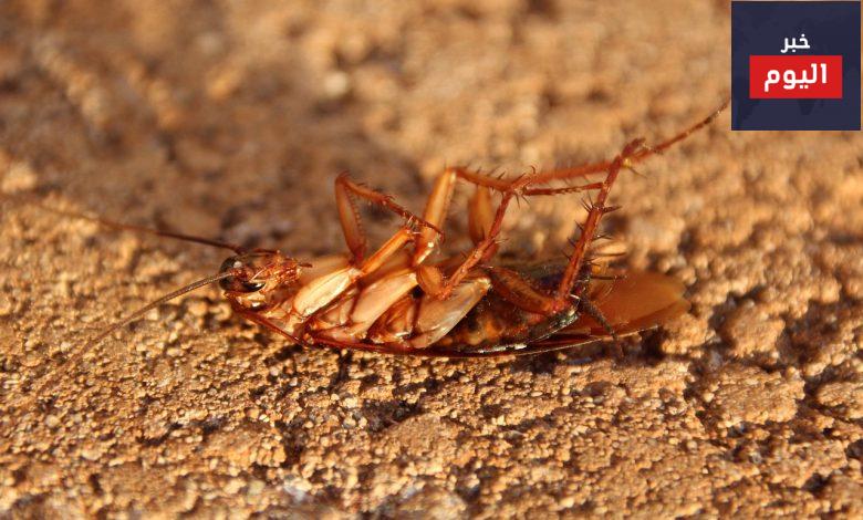 طرق القضاء علي النمل والصراصير