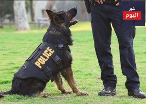 كيفية تدريب الكلاب البوليسية للخدمة في جهاز الشرطة