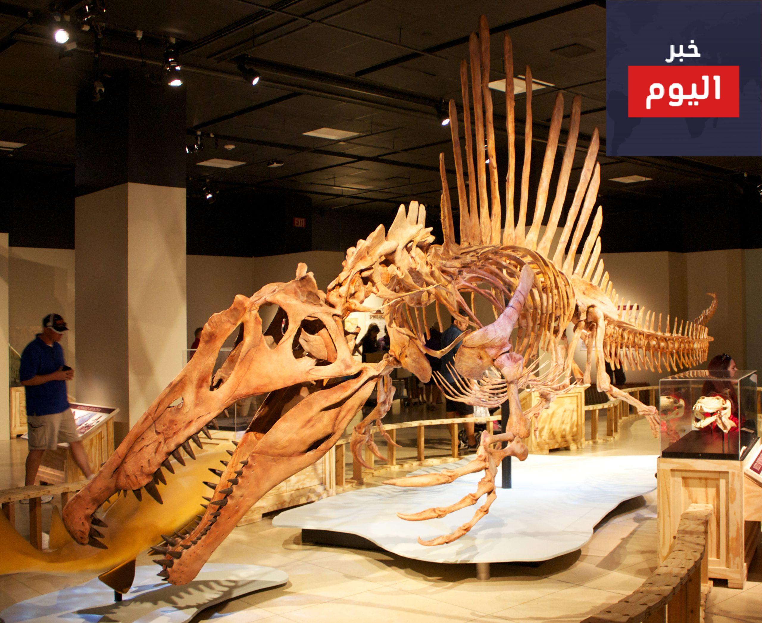 اكتشاف ديناصورات نادرة من نوعها في تونس