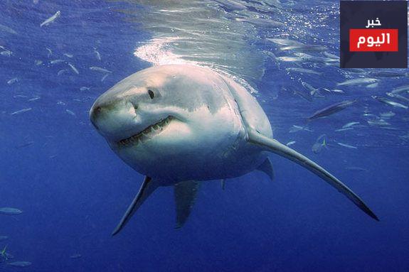 معلومات عن سمك القرش الابيض العملاق