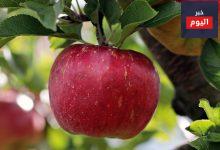 الفوائد الصحية للتفاح