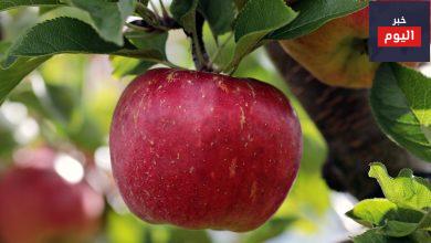 الفوائد الصحية للتفاح