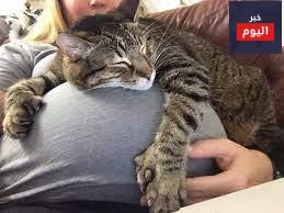 حامل ولديك قطة؟ تعرفي على التكسوبلازما