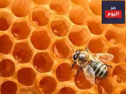 جهود بحثية لاستخلاص "سم النحل" دون إصابة النحلة