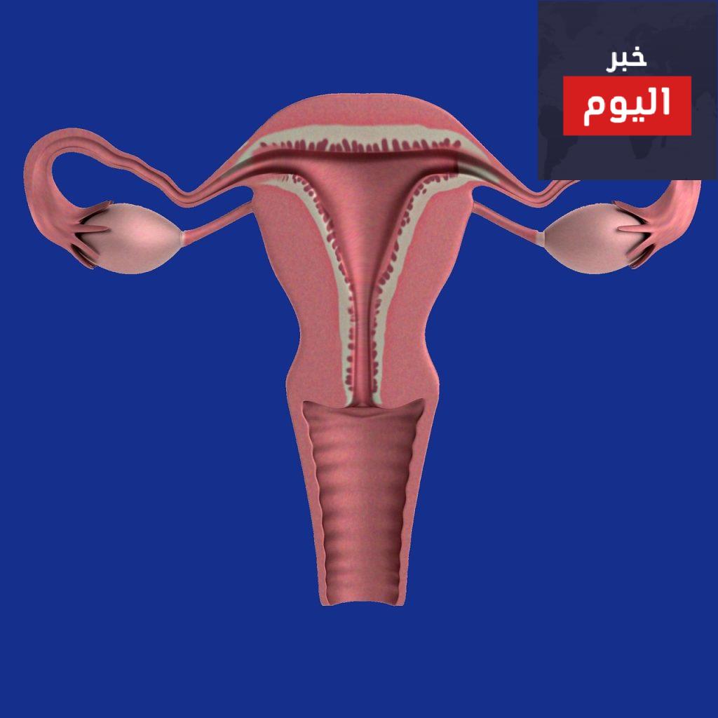 uterus, apparatus, ovaries-1089344.jpg
