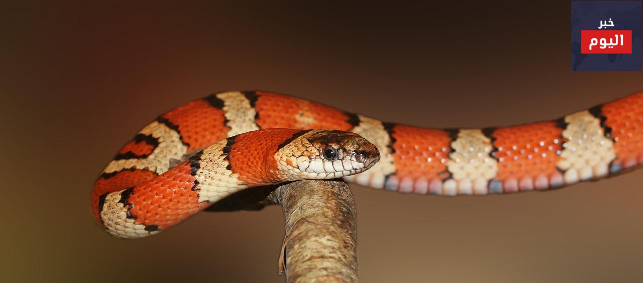 kingsnake, reptile, animal-502263.jpg