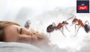 تفسير حلم رؤيا النمل