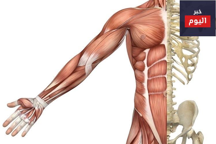 ترتبط العضلات بالعظام عن طريق