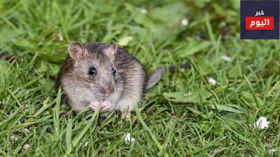 كم تستغرق فترة حمل الفئران موضوع عن الفأر