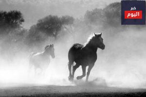 horses, galloping, running-430441.jpg
