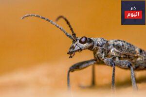 black-spotted longhorn beetle, insect, nature-7753979.jpg