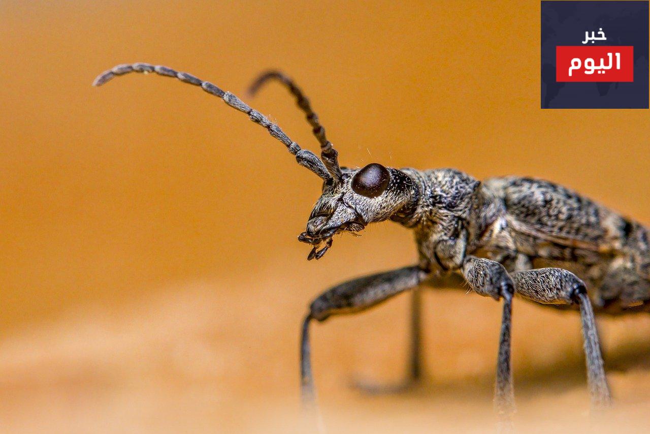 الدليل النهائي لمكافحة الحشرات في الرياض: العثور على أفضل شركة رش