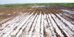 ملوحة التربة: فهم وإدارة التربة المالحة